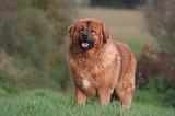 DOGUE DU TIBET 579